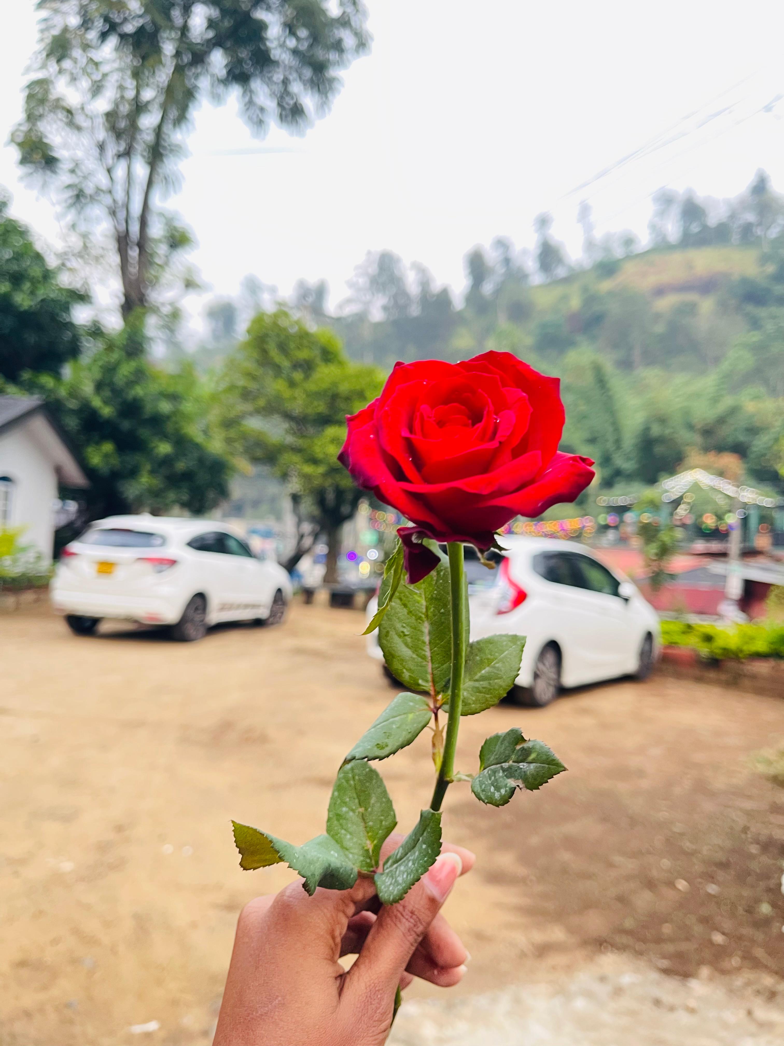Flower 2